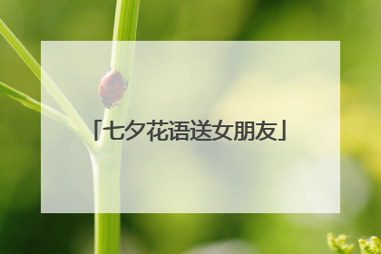 七夕花语送女朋友