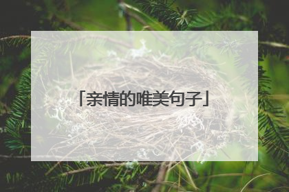 亲情的唯美句子