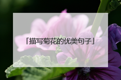 描写菊花的优美句子