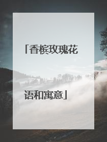 香槟玫瑰花语和寓意