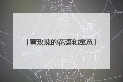 黄玫瑰的花语和寓意