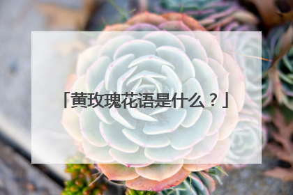 黄玫瑰花语是什么?